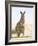 Eastern Grey Kangaroo (Macropus Fuliginosus), Marramarang National Park, New South Wales, Australia-Thorsten Milse-Framed Photographic Print