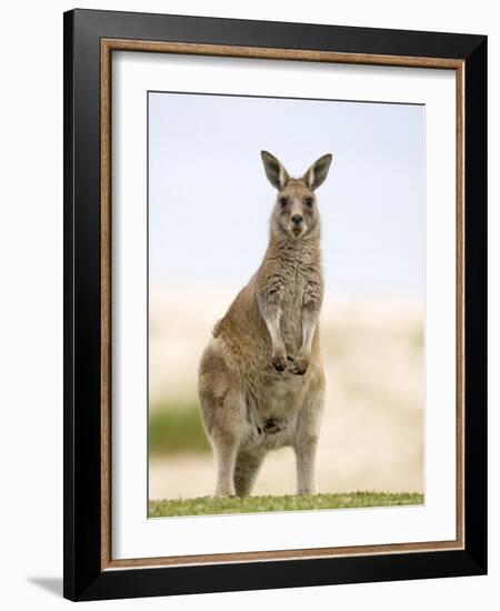 Eastern Grey Kangaroo (Macropus Fuliginosus), Marramarang National Park, New South Wales, Australia-Thorsten Milse-Framed Photographic Print