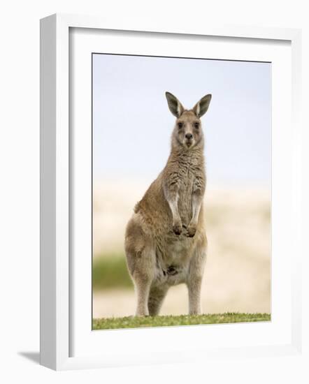 Eastern Grey Kangaroo (Macropus Fuliginosus), Marramarang National Park, New South Wales, Australia-Thorsten Milse-Framed Photographic Print