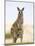 Eastern Grey Kangaroo (Macropus Fuliginosus), Marramarang National Park, New South Wales, Australia-Thorsten Milse-Mounted Photographic Print