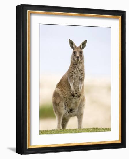 Eastern Grey Kangaroo (Macropus Fuliginosus), Marramarang National Park, New South Wales, Australia-Thorsten Milse-Framed Photographic Print