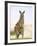 Eastern Grey Kangaroo (Macropus Fuliginosus), Marramarang National Park, New South Wales, Australia-Thorsten Milse-Framed Photographic Print