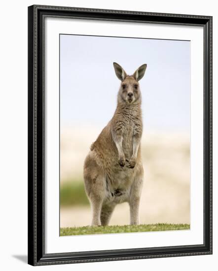 Eastern Grey Kangaroo (Macropus Fuliginosus), Marramarang National Park, New South Wales, Australia-Thorsten Milse-Framed Photographic Print