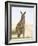 Eastern Grey Kangaroo (Macropus Fuliginosus), Marramarang National Park, New South Wales, Australia-Thorsten Milse-Framed Photographic Print