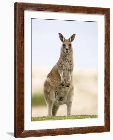 Eastern Grey Kangaroo (Macropus Fuliginosus), Marramarang National Park, New South Wales, Australia-Thorsten Milse-Framed Photographic Print