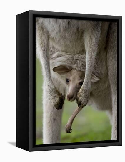 Eastern Grey Kangaroo, (Macropus Giganteus), Anglesea, Great Ocean Road, Victoria, Australia-Thorsten Milse-Framed Premier Image Canvas