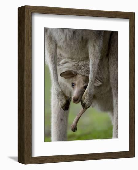 Eastern Grey Kangaroo, (Macropus Giganteus), Anglesea, Great Ocean Road, Victoria, Australia-Thorsten Milse-Framed Photographic Print