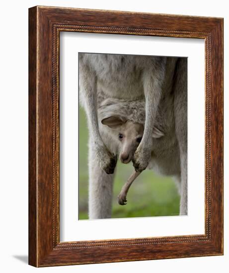 Eastern Grey Kangaroo, (Macropus Giganteus), Anglesea, Great Ocean Road, Victoria, Australia-Thorsten Milse-Framed Photographic Print