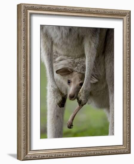 Eastern Grey Kangaroo, (Macropus Giganteus), Anglesea, Great Ocean Road, Victoria, Australia-Thorsten Milse-Framed Photographic Print