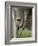 Eastern Grey Kangaroo, (Macropus Giganteus), Anglesea, Great Ocean Road, Victoria, Australia-Thorsten Milse-Framed Photographic Print