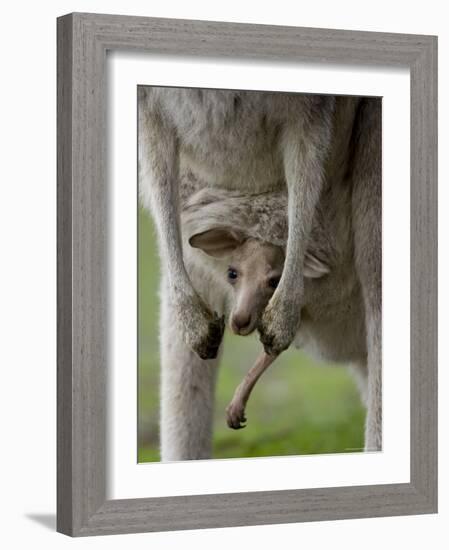 Eastern Grey Kangaroo, (Macropus Giganteus), Anglesea, Great Ocean Road, Victoria, Australia-Thorsten Milse-Framed Photographic Print