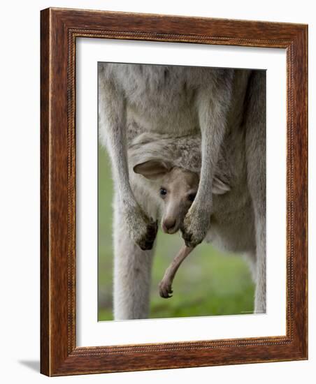 Eastern Grey Kangaroo, (Macropus Giganteus), Anglesea, Great Ocean Road, Victoria, Australia-Thorsten Milse-Framed Photographic Print