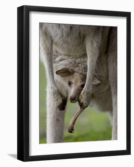 Eastern Grey Kangaroo, (Macropus Giganteus), Anglesea, Great Ocean Road, Victoria, Australia-Thorsten Milse-Framed Photographic Print