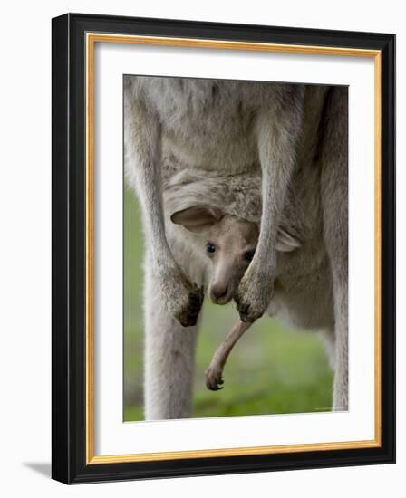 Eastern Grey Kangaroo, (Macropus Giganteus), Anglesea, Great Ocean Road, Victoria, Australia-Thorsten Milse-Framed Photographic Print