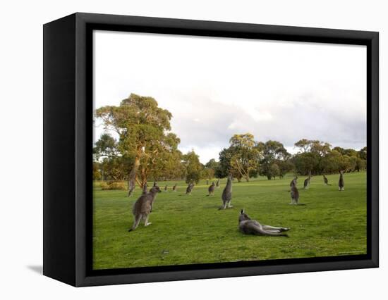 Eastern Grey Kangaroo, (Macropus Giganteus), Anglesea, Great Ocean Road, Victoria, Australia-Thorsten Milse-Framed Premier Image Canvas