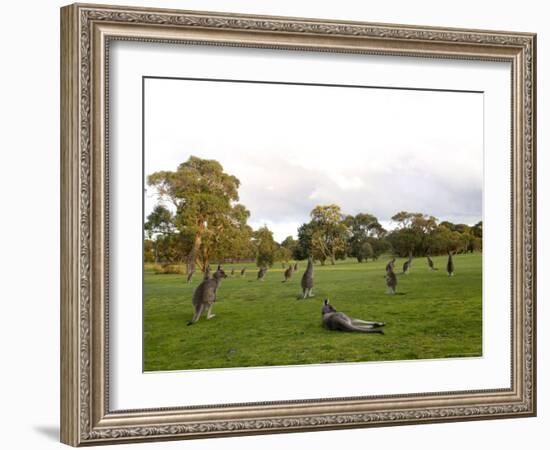 Eastern Grey Kangaroo, (Macropus Giganteus), Anglesea, Great Ocean Road, Victoria, Australia-Thorsten Milse-Framed Photographic Print