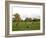 Eastern Grey Kangaroo, (Macropus Giganteus), Anglesea, Great Ocean Road, Victoria, Australia-Thorsten Milse-Framed Photographic Print