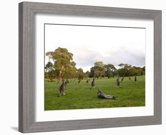 Eastern Grey Kangaroo, (Macropus Giganteus), Anglesea, Great Ocean Road, Victoria, Australia-Thorsten Milse-Framed Photographic Print