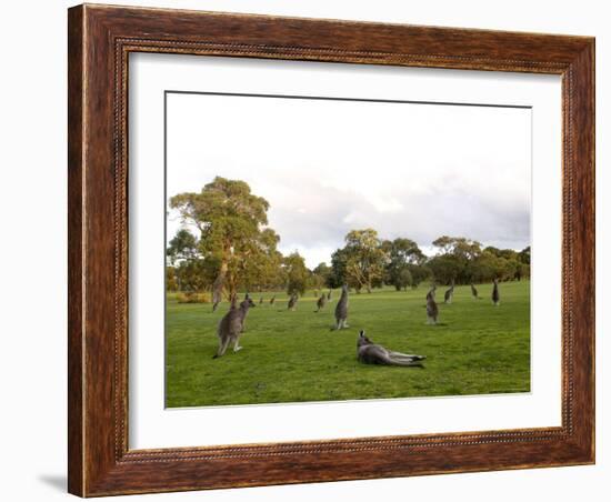 Eastern Grey Kangaroo, (Macropus Giganteus), Anglesea, Great Ocean Road, Victoria, Australia-Thorsten Milse-Framed Photographic Print