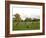 Eastern Grey Kangaroo, (Macropus Giganteus), Anglesea, Great Ocean Road, Victoria, Australia-Thorsten Milse-Framed Photographic Print