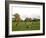 Eastern Grey Kangaroo, (Macropus Giganteus), Anglesea, Great Ocean Road, Victoria, Australia-Thorsten Milse-Framed Photographic Print