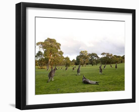 Eastern Grey Kangaroo, (Macropus Giganteus), Anglesea, Great Ocean Road, Victoria, Australia-Thorsten Milse-Framed Photographic Print