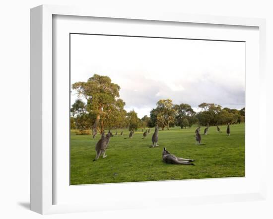 Eastern Grey Kangaroo, (Macropus Giganteus), Anglesea, Great Ocean Road, Victoria, Australia-Thorsten Milse-Framed Photographic Print