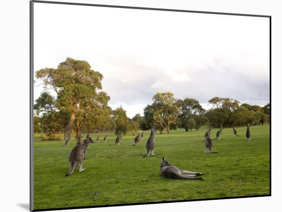 Eastern Grey Kangaroo, (Macropus Giganteus), Anglesea, Great Ocean Road, Victoria, Australia-Thorsten Milse-Mounted Photographic Print