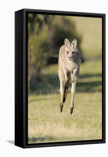 Eastern Grey Kangaroo (Macropus Giganteus) Bounding-Dave Watts-Framed Premier Image Canvas