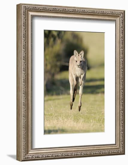 Eastern Grey Kangaroo (Macropus Giganteus) Bounding-Dave Watts-Framed Photographic Print