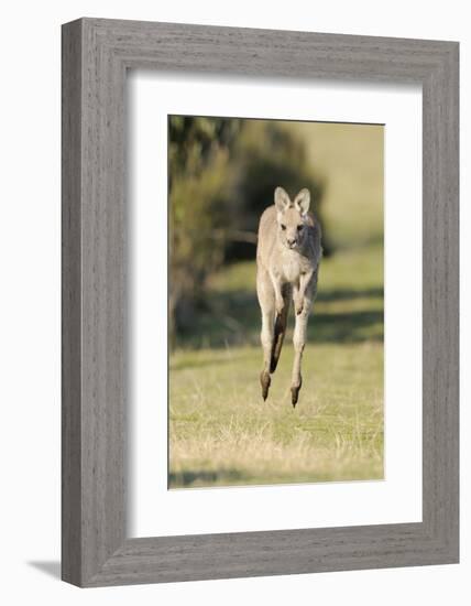 Eastern Grey Kangaroo (Macropus Giganteus) Bounding-Dave Watts-Framed Photographic Print