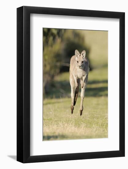 Eastern Grey Kangaroo (Macropus Giganteus) Bounding-Dave Watts-Framed Photographic Print