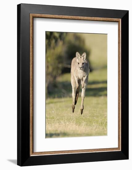 Eastern Grey Kangaroo (Macropus Giganteus) Bounding-Dave Watts-Framed Photographic Print