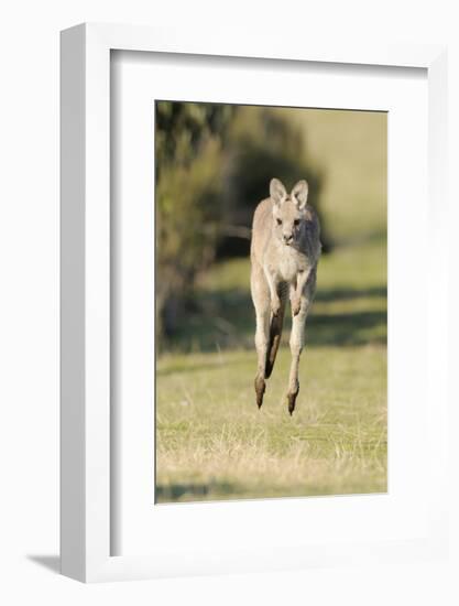 Eastern Grey Kangaroo (Macropus Giganteus) Bounding-Dave Watts-Framed Photographic Print