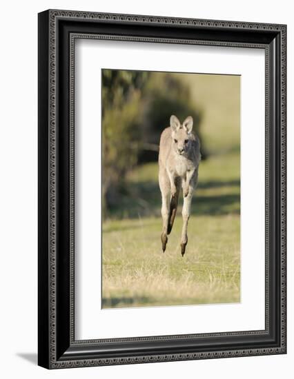 Eastern Grey Kangaroo (Macropus Giganteus) Bounding-Dave Watts-Framed Photographic Print