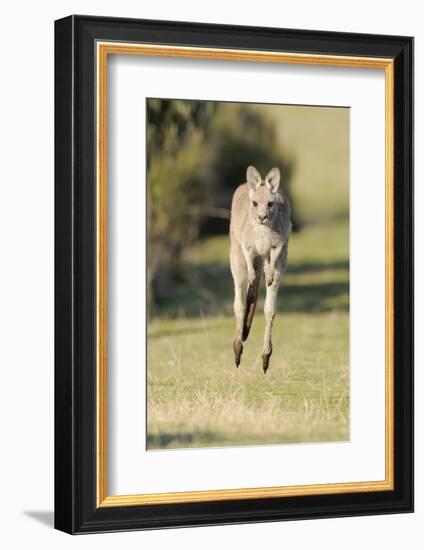 Eastern Grey Kangaroo (Macropus Giganteus) Bounding-Dave Watts-Framed Photographic Print