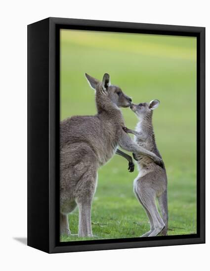 Eastern Grey Kangaroo, (Macropus Giganteus), Great Ocean Road, Anglesea, Victoria, Australia-Thorsten Milse-Framed Premier Image Canvas