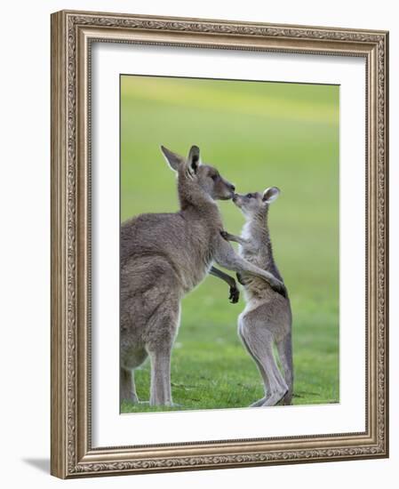 Eastern Grey Kangaroo, (Macropus Giganteus), Great Ocean Road, Anglesea, Victoria, Australia-Thorsten Milse-Framed Photographic Print