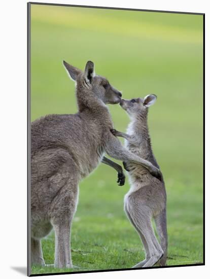 Eastern Grey Kangaroo, (Macropus Giganteus), Great Ocean Road, Anglesea, Victoria, Australia-Thorsten Milse-Mounted Photographic Print