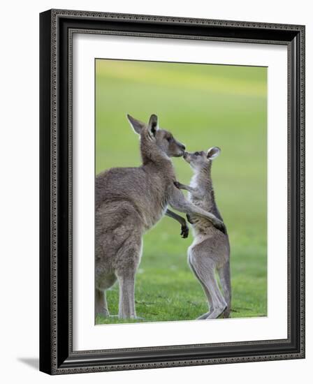 Eastern Grey Kangaroo, (Macropus Giganteus), Great Ocean Road, Anglesea, Victoria, Australia-Thorsten Milse-Framed Photographic Print