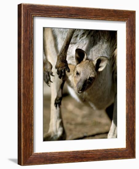 Eastern Grey Kangaroo (Macropus Giganteus) Joey in Pouch, New South Wales, Australia-Steve & Ann Toon-Framed Photographic Print