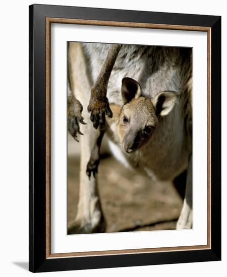 Eastern Grey Kangaroo (Macropus Giganteus) Joey in Pouch, New South Wales, Australia-Steve & Ann Toon-Framed Photographic Print