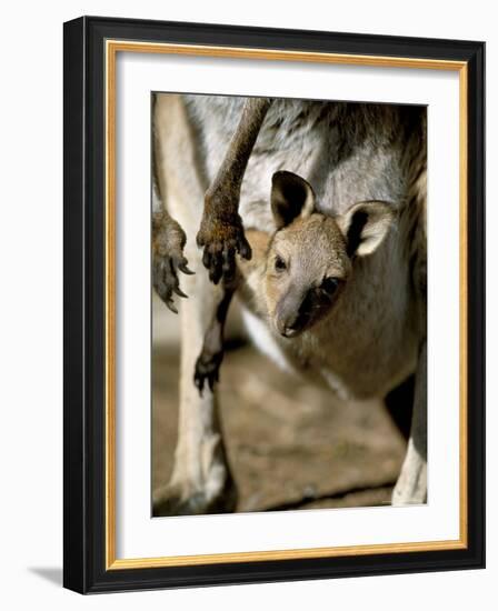 Eastern Grey Kangaroo (Macropus Giganteus) Joey in Pouch, New South Wales, Australia-Steve & Ann Toon-Framed Photographic Print