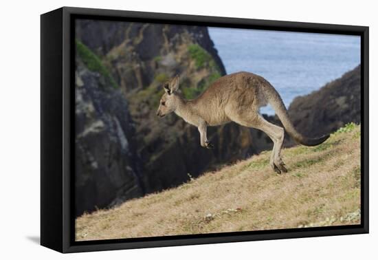 Eastern Grey Kangaroo (Macropus Giganteus) Jumping, Queensland, Australia-Jouan Rius-Framed Premier Image Canvas