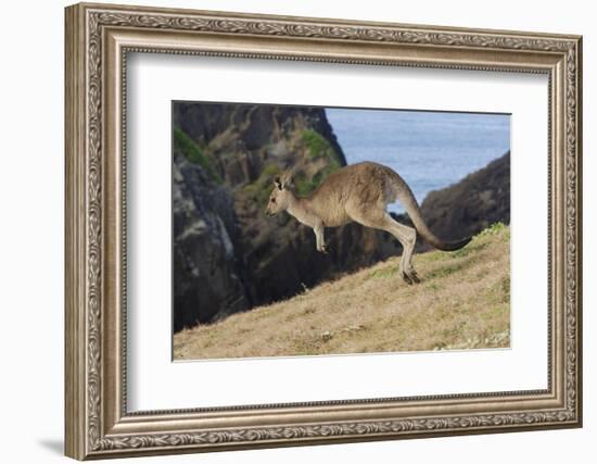 Eastern Grey Kangaroo (Macropus Giganteus) Jumping, Queensland, Australia-Jouan Rius-Framed Photographic Print