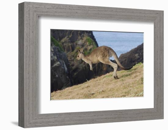 Eastern Grey Kangaroo (Macropus Giganteus) Jumping, Queensland, Australia-Jouan Rius-Framed Photographic Print