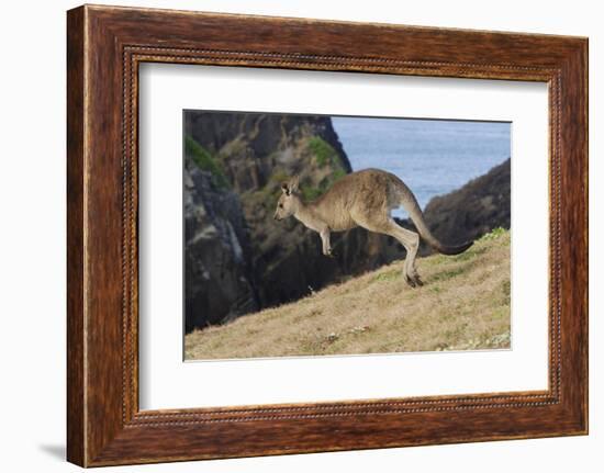 Eastern Grey Kangaroo (Macropus Giganteus) Jumping, Queensland, Australia-Jouan Rius-Framed Photographic Print