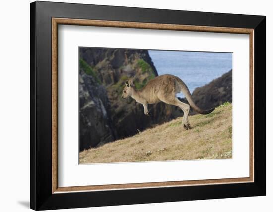 Eastern Grey Kangaroo (Macropus Giganteus) Jumping, Queensland, Australia-Jouan Rius-Framed Photographic Print