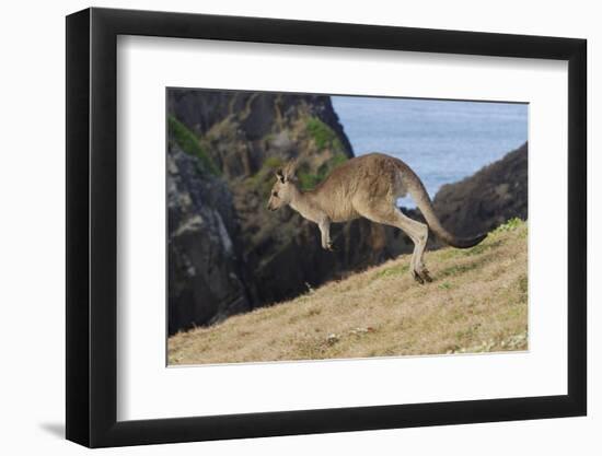 Eastern Grey Kangaroo (Macropus Giganteus) Jumping, Queensland, Australia-Jouan Rius-Framed Photographic Print