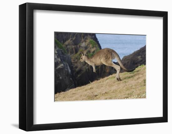 Eastern Grey Kangaroo (Macropus Giganteus) Jumping, Queensland, Australia-Jouan Rius-Framed Photographic Print